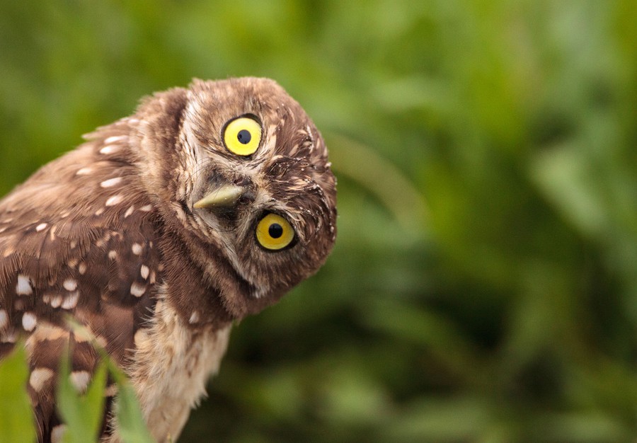 Picture of a curious owl.